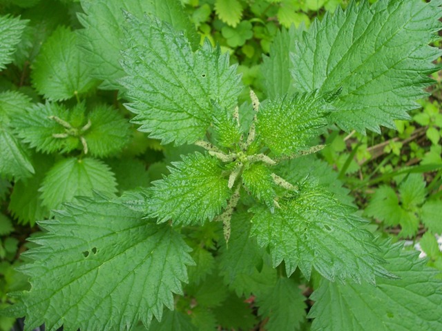 Urtica membranacea / Ortica membranosa